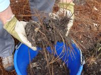 potting_soil